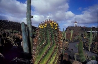 Cactus Garden Jardín del Cactus